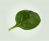 Piano Spinach Seeds