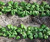 Piano Spinach Seeds