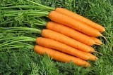 Hekla F1 Carrot Seeds