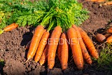 Santorin F1 Carrot Seeds