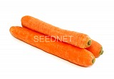 Natalija F1 Carrot Seeds
