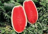 Ariadne f1 Watermelon Seeds