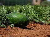 Cesarea F1 Watermelon Seeds