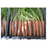 Bermuda F1 Carrot Seeds