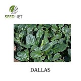 Dallas Spinach Seeds