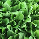 El Prado F1 Spinach Seeds