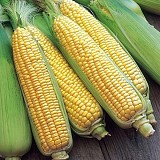Erika Sweetcorn Seeds