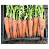 Kamaran Carrot Seeds