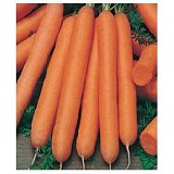 Maestro Carrot Seeds