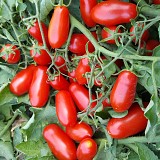 Minimarzano Tomato Seeds Specialties