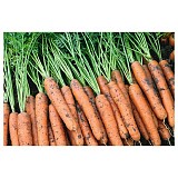 Napoli Carrot Seeds