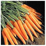 Nebula Carrot Seeds