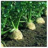 Prinz F1 (P) Celeriac Seeds