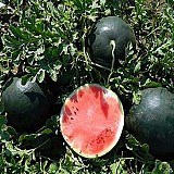 Romantic Watermelon Seeds