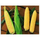 Sentinel Sweetcorn Seeds
