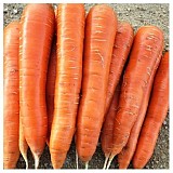 Sirkana Carrot Seeds