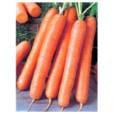 Soprano F1 Carrot Seeds