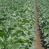 Spica Spinach Seeds