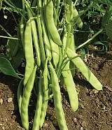 Monkayo Beans Seeds