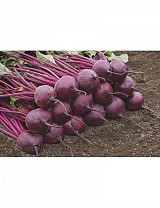 Bresko Beetroot Seeds