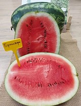 Brixbery Watermelon Seeds