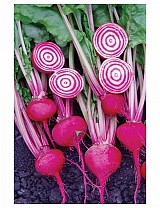 Chioggia-Guardsmark Beetroot Seeds