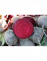 Jolie Beetroot Seeds