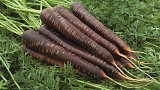 Purple haze Carrot Seeds