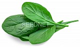 Apollo Spinach Seeds
