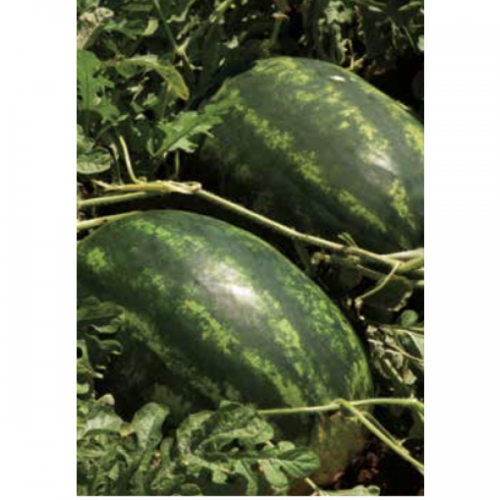 WATERMELON - Barello F1 Watermelon Seeds - 1000 seeds