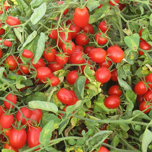 SPECIALTIES - Datterino Tomato Seeds Specialties - 1000 seeds