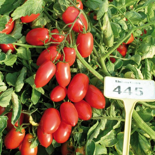 SPECIALTIES - Miniroma J Tomato Seeds Specialties - 1000 seeds