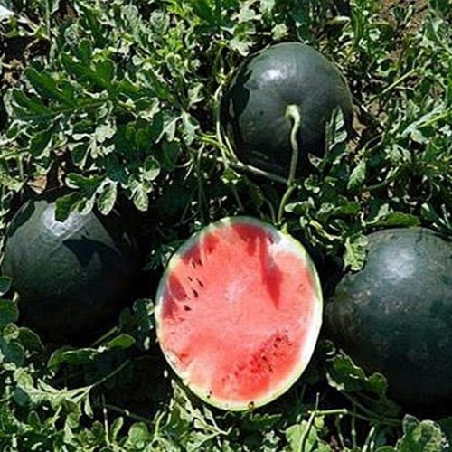 WATERMELON - Romantic Watermelon Seeds - 1000 seeds