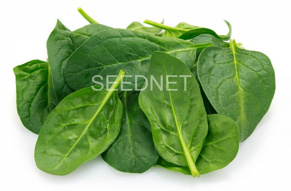 Samos Spinach Seeds