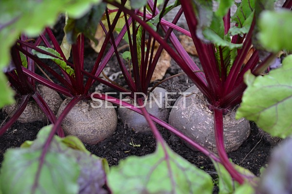 Subeto Beetroot Seeds