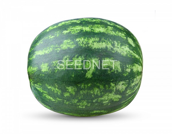 Livia F1 Watermelon Seeds