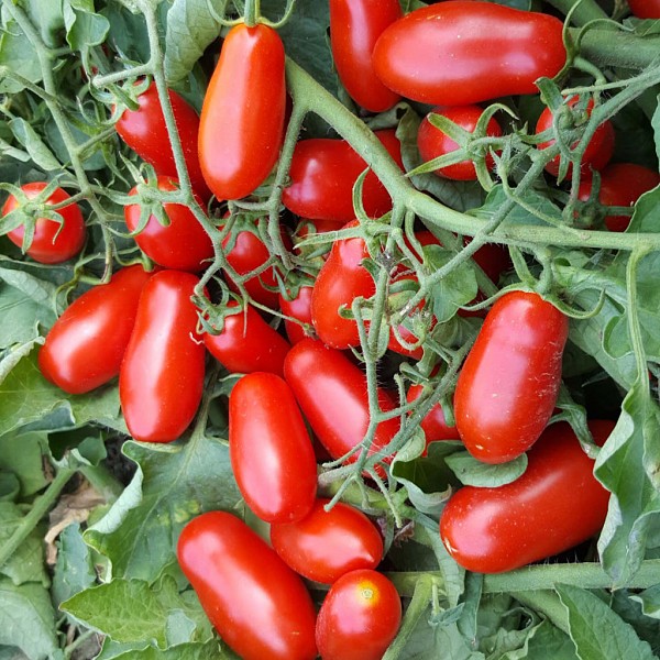 Minimarzano Tomato Seeds Specialties