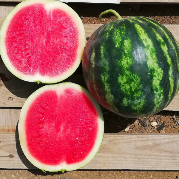 FX 1468 F1 Watermelon Seeds 500 seeds
