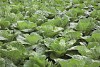 Emiko F1 Chinese Cabbage Seeds