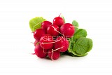 Gloriette F1 Radish Seeds 10.000 seeds