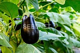 HA 9206 F1 Eggplant Seeds 1000 seeds