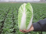 Emiko F1 Chinese Cabbage Seeds