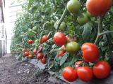 Eterei F1 Tomato Seeds 500 seeds