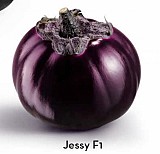 Jessy F1 Eggplant Seeds Specialties