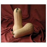 Atlas F1 Pumpkin Seeds 500 seeds