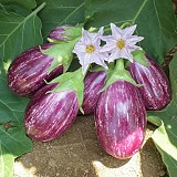 UG 7211 F1 Eggplant Seeds Specialties