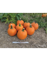 Eros F1 Pumpkin Seeds