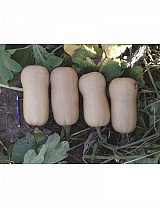 Isabelle F1 Pumpkin Seeds