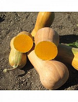Lizzard Pumpkin Seeds