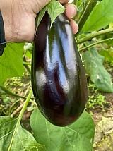 Onyx F1 Eggplant Seeds 1000 seeds